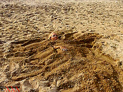Flexible Games In The Sand - Watch4Fetish
