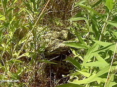 Strange Flexible Being In Nature - Watch4Fetish