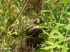 Strange Flexible Being In Nature - Watch4Fetish