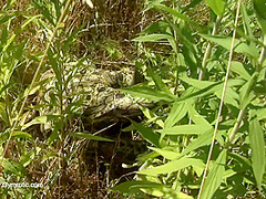 Strange Flexible Being In Nature - Watch4Fetish