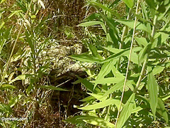 Strange Flexible Being In Nature - Watch4Fetish