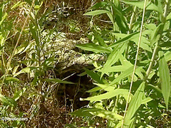 Strange Flexible Being In Nature - Watch4Fetish
