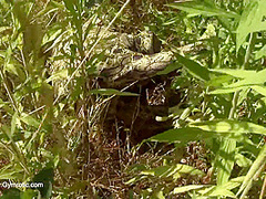 Strange Flexible Being In Nature - Watch4Fetish