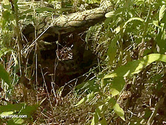 Strange Flexible Being In Nature - Watch4Fetish