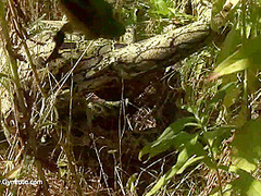 Strange Flexible Being In Nature - Watch4Fetish