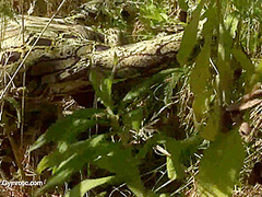 Strange Flexible Being In Nature - Watch4Fetish