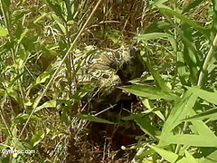 Strange Flexible Being In Nature - Watch4Fetish