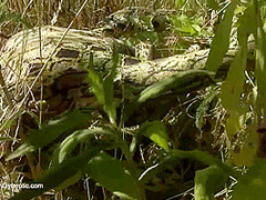 Strange Flexible Being In Nature - Watch4Fetish