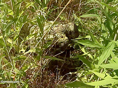 Strange Flexible Being In Nature - Watch4Fetish