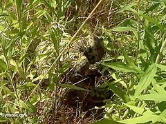 Strange Flexible Being In Nature - Watch4Fetish