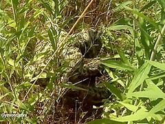 Strange Flexible Being In Nature - Watch4Fetish
