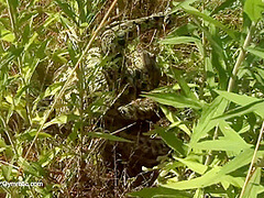 Strange Flexible Being In Nature - Watch4Fetish