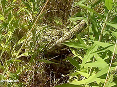 Strange Flexible Being In Nature - Watch4Fetish