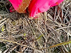 Indian Desi Village Bhabhi Outdoor Fucking