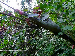 Acrobatics Hidden In The Forest - Watch4Fetish