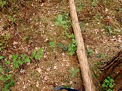 Public Sex In The Forest During A Walk - Pov
