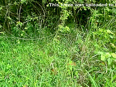 Serene Sex In Beautiful Forest Clearing