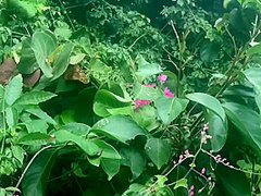 Serene Sex In Beautiful Forest Clearing