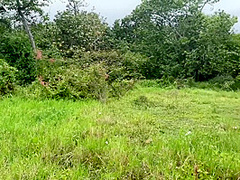 Serene Sex In Beautiful Forest Clearing