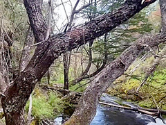 ¡¡alice In The Country Of Fornication!!