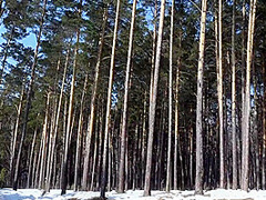 Compilation Golden Shower Of Hairy Pussy Outdoors In Winter. Amateur Fetish With Urine On White Snow. 10 Min