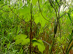 Stepbrother And Stepsister Help Each Other To Cum On Pantyhose Outdoor