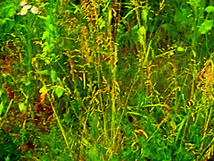 Stepbrother And Stepsister Help Each Other To Cum On Pantyhose Outdoor