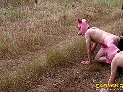 Sperm Pigs