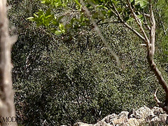 Flexible Catsuit Beauty In Nature - Watch4Fetish