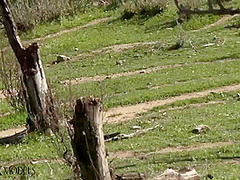 Flexible Catsuit Beauty In Nature - Watch4Fetish