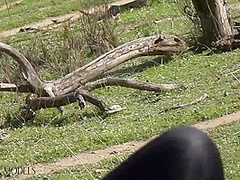 Flexible Catsuit Beauty In Nature - Watch4Fetish