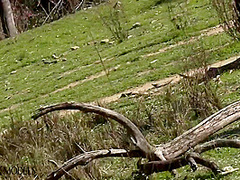 Flexible Catsuit Beauty In Nature - Watch4Fetish