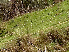 Flexible Catsuit Beauty In Nature - Watch4Fetish