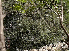 Flexible Catsuit Beauty In Nature - Watch4Fetish