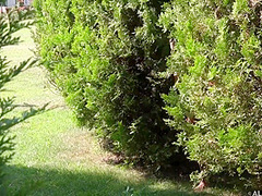 Talia Mint And Gina Gerson - Teen Lesbian Porn