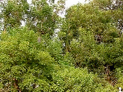 Like Pornamazing Are Eager To Orgasm After Endless And Intense Fucking #7 - More Scenes