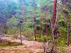 Chloe Playful - I Love Sucking Cock In The Woods Sweden 2022