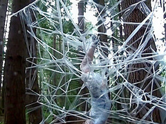 Spider Web Part 1