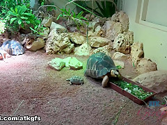 Gia Paige in Gia Has Lots Of Fun At The Zoo - ATKGirlfriends