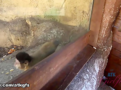 Gia Paige in Gia Has Lots Of Fun At The Zoo - ATKGirlfriends