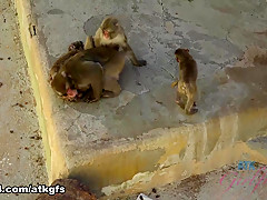 Gia Paige in Gia Has Lots Of Fun At The Zoo - ATKGirlfriends