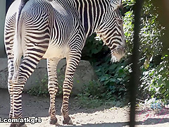 Gia Paige in Gia Has Lots Of Fun At The Zoo - ATKGirlfriends