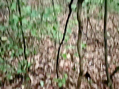 Blowjob - Sucking Dick In The Forest