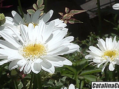 Cheats On Hubby With Poolg With Katie Kaliana