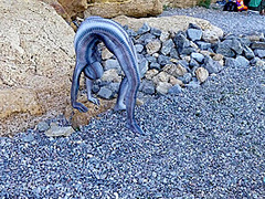 Full Body Catsuit On The Beach - Watch4Fetish