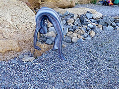 Full Body Catsuit On The Beach - Watch4Fetish