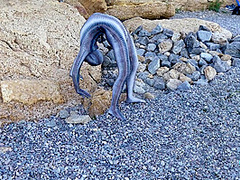 Full Body Catsuit On The Beach - Watch4Fetish