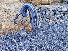 Full Body Catsuit On The Beach - Watch4Fetish
