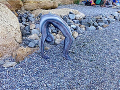 Full Body Catsuit On The Beach - Watch4Fetish