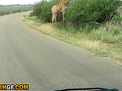 Beautiful Black Girlfriend Reaches Pussy Smashed Travelling Across African Wilderness 12 Min
